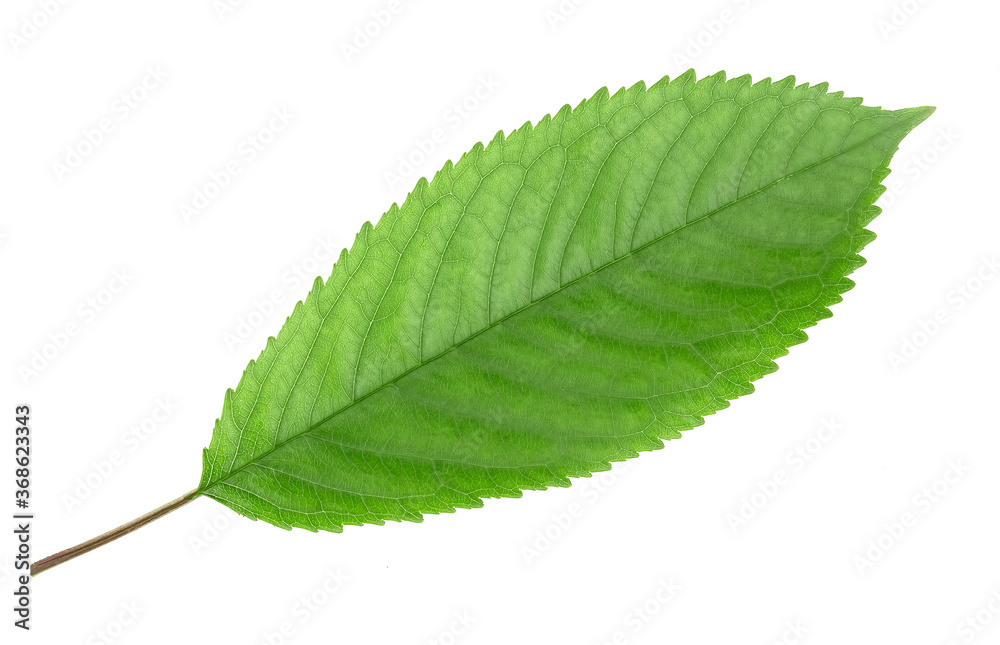 Fototapeta premium Cherry leaves isolated on white background.