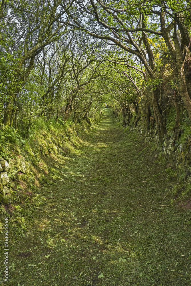 A grassy country lane between moss-covered stone walls or banks. Hawthorn and gorse make arches across the path to give an eerie tunnel effect. A grassy country lane between moss-covered stone walls or banks. Hawthorn and gorse make arches across the path to give an eerie tunnel effect.