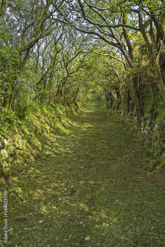 A grassy country lane between moss-covered stone walls or banks. Hawthorn and gorse make arches across the path to give an eerie tunnel effect.