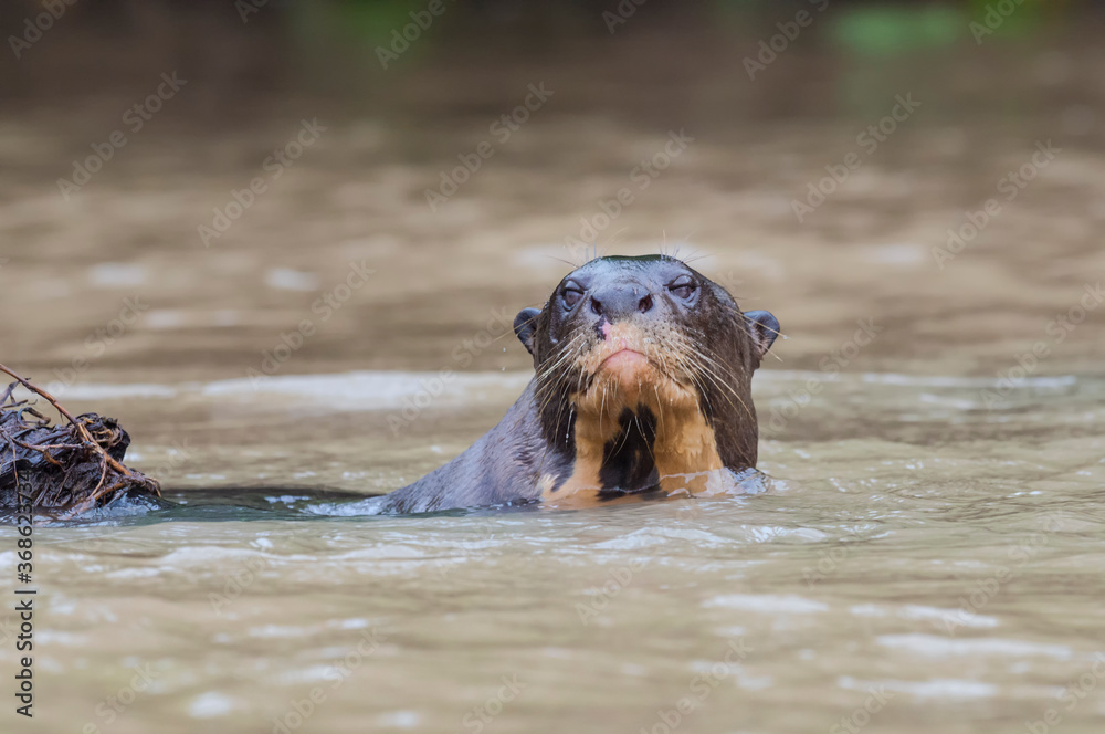 Fototapeta premium Giant River Otter (Pteronura brasiliensis), Pantanal, Mato Grosso, Brazil