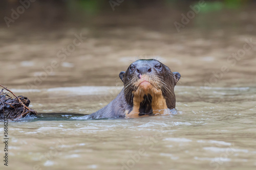 Giant River Otter (Pteronura brasiliensis), Pantanal, Mato Grosso, Brazil