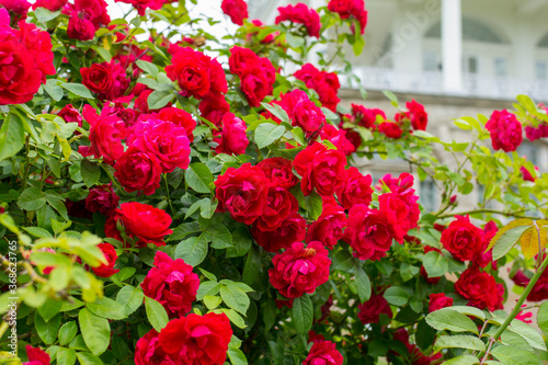beautiful red bushy roses in the garden