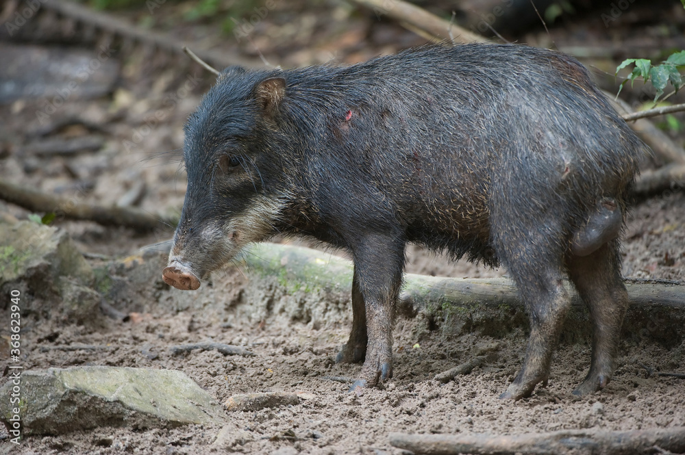 White-lipped Peccary (Tayassu pecari), Alta Floresta, Mato Grosso, Brazil. White-lipped Peccary (Tayassu pecari), Alta Floresta, Mato Grosso, Brazil.