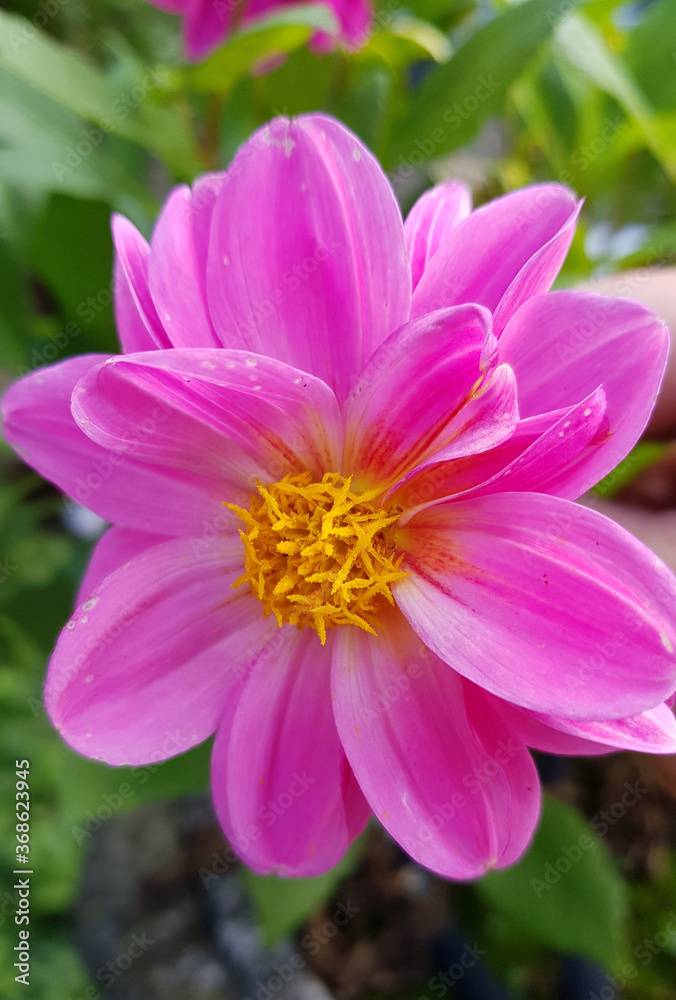 Pink dahlia flower with visible stamens