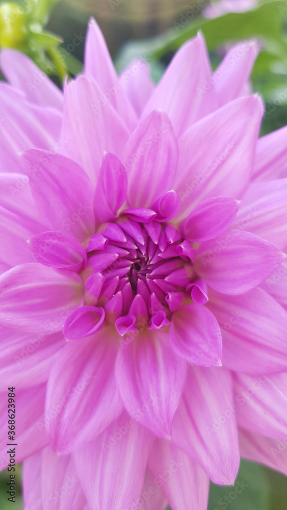 Close up of pink purple dahlia flower Close up of pink purple dahlia flower