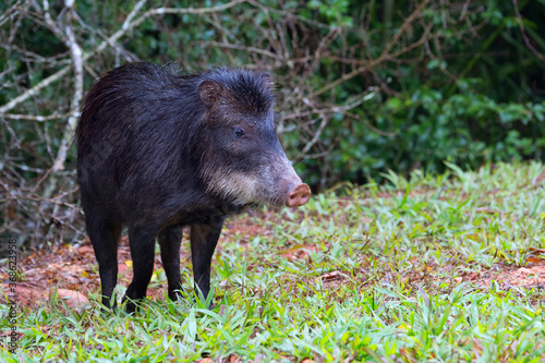 White-lipped Peccary (Tayassu pecari), Mato Grosso do Sul, Brazil photo