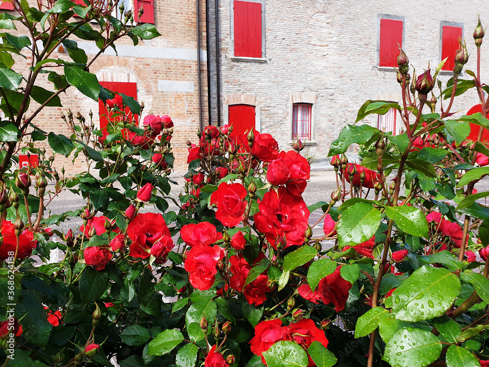 Decoration of the facade of the house with red roses with dew drops.