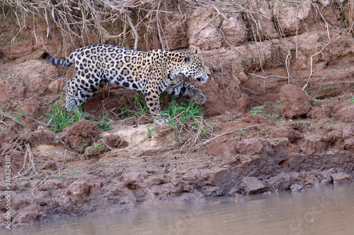 Young Jaguar (Panthera onca) walking on a riverbank, Cuiaba river, Pantanal, Mato Grosso, Brazil