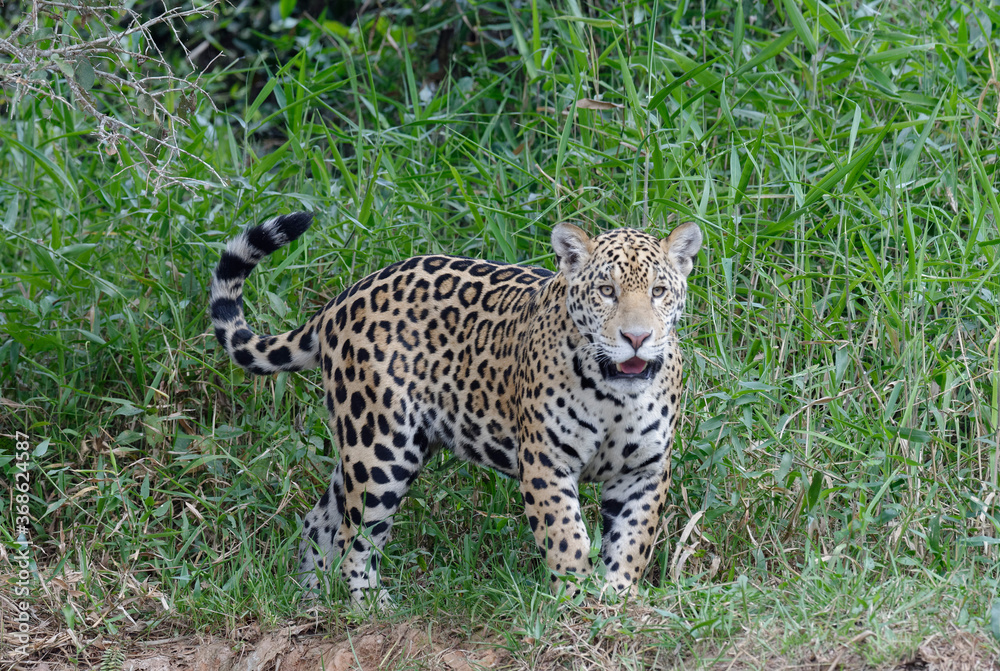 Young jaguar (Panthera onca) on riverbank, Cuiaba river, Pantanal, Mato Grosso State, Brazil Young jaguar (Panthera onca) on riverbank, Cuiaba river, Pantanal, Mato Grosso State, Brazil