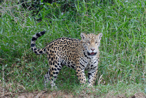 Young jaguar (Panthera onca) on riverbank, Cuiaba river, Pantanal, Mato Grosso State, Brazil © Gabrielle