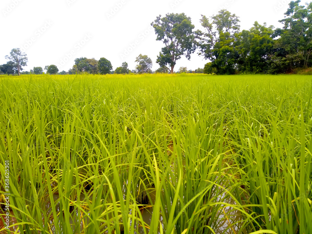 Obraz premium Green rice fields and rice fields in the background