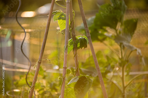 Crop of Green Beans (Phaseolus vulgaris) growing up a bamboo cane