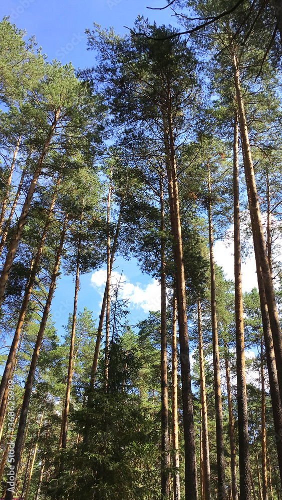 High tops of pine trees against blue sky and white clouds background. Russia, Ural. Ship pines. High tops of pine trees against blue sky and white clouds background. Russia, Ural. Ship pines.