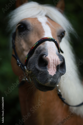 Horse mouth Haflinger sharp head out of focus..