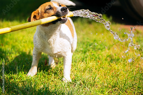 Obraz na płótnie happy jack russell terrier holding a watering hose in his teeth from which a str