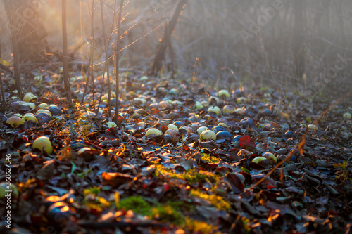An old abandoned winter garden with apples on the grass. The morning rays of the sun break through the light morning fog.