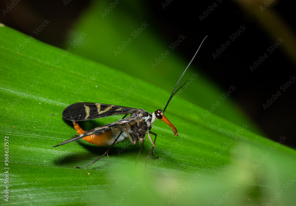 Strange long mouth insect in nature Strange long mouth insect in nature