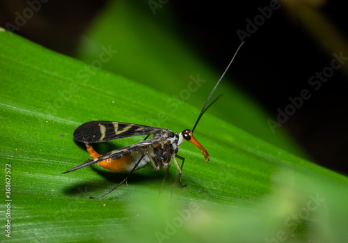 Strange long mouth insect in nature © chongsiri