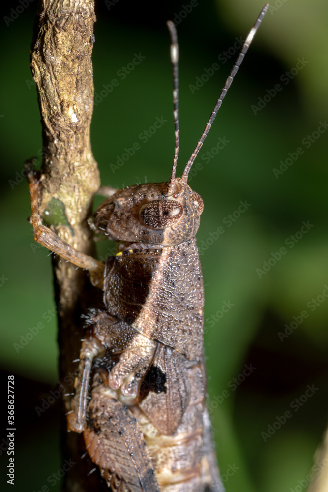 Close up of a brown grasshopper in forest Close up of a brown grasshopper in forest