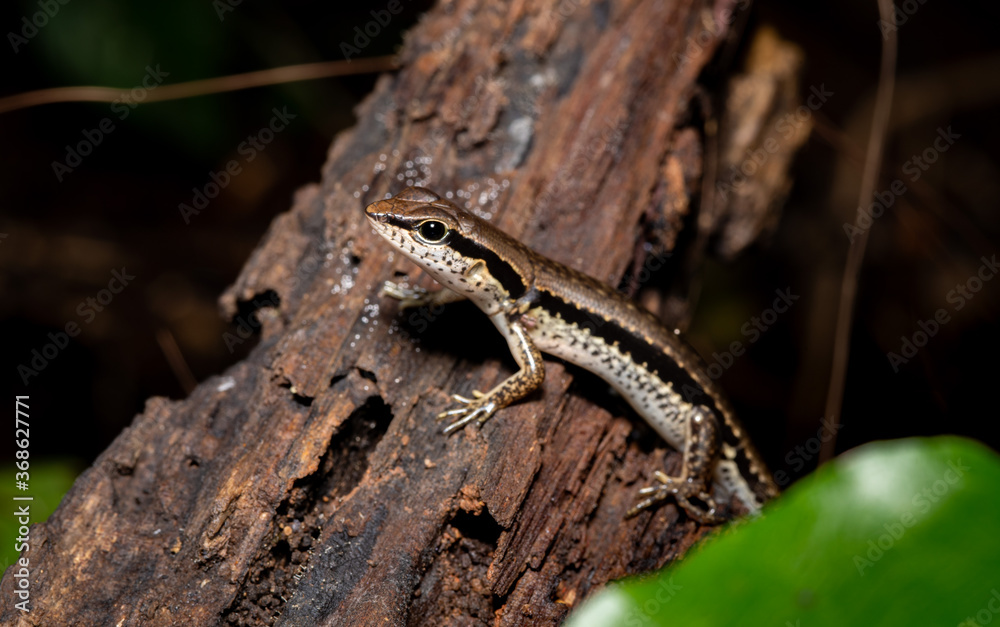 Naklejka premium Cute skink in the natural forest in Thailand