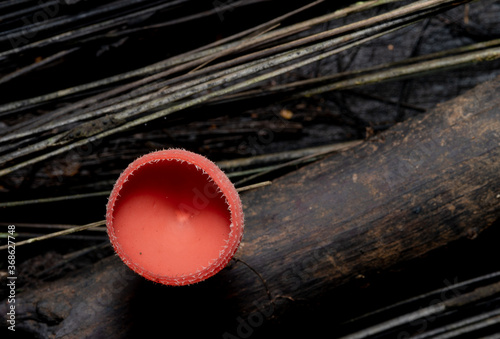 Cookeina sulcipes. A Beautiful natural mushroom cup, Close-up Top view.