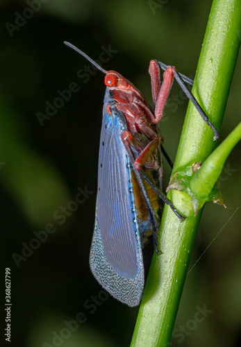 red spot lanternfly (aphaena submaculata) , Although it has two pairs of wings, it jumps more than it flies. Thailand photo