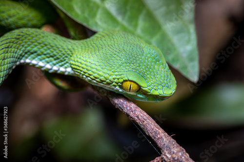 Large-eyed Green Pitviper or Green pit vipers or Asian pit vipers
