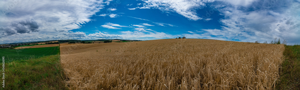 Panorama of a wheat field with a blue sky and white clouds in the background