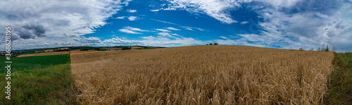 Panorama of a wheat field with a blue sky and white clouds in the background
