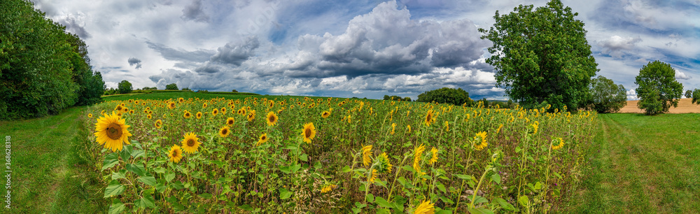 Panorama on fields with sunflowers with a blue sky and white clouds in the background