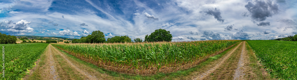 Panorama of a green field with a blue sky and white clouds in the background Panorama of a green field with a blue sky and white clouds in the background
