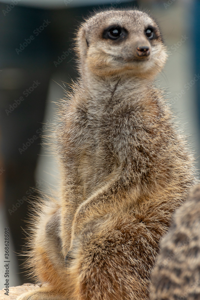 Fototapeta premium Meerkats