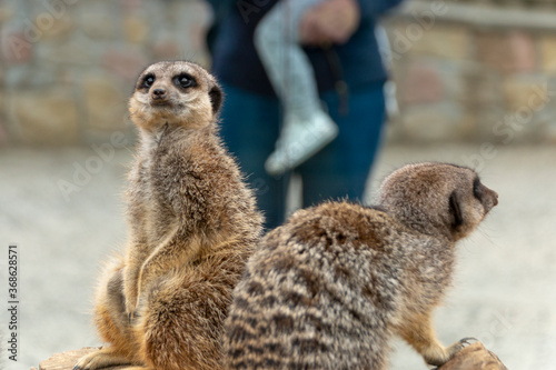 Meerkats photo