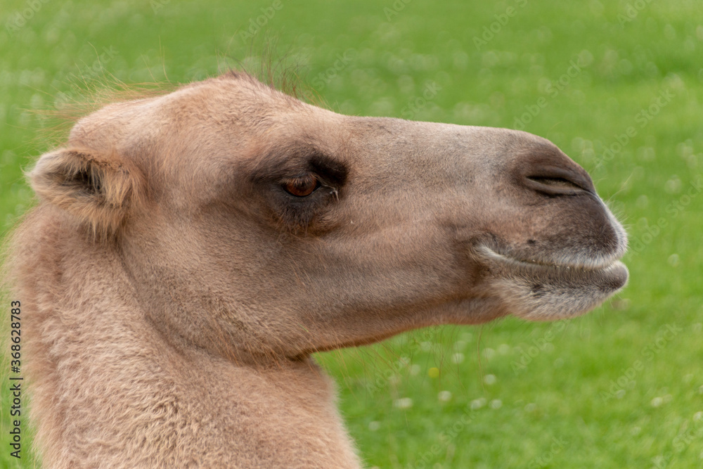 Fototapeta premium camels