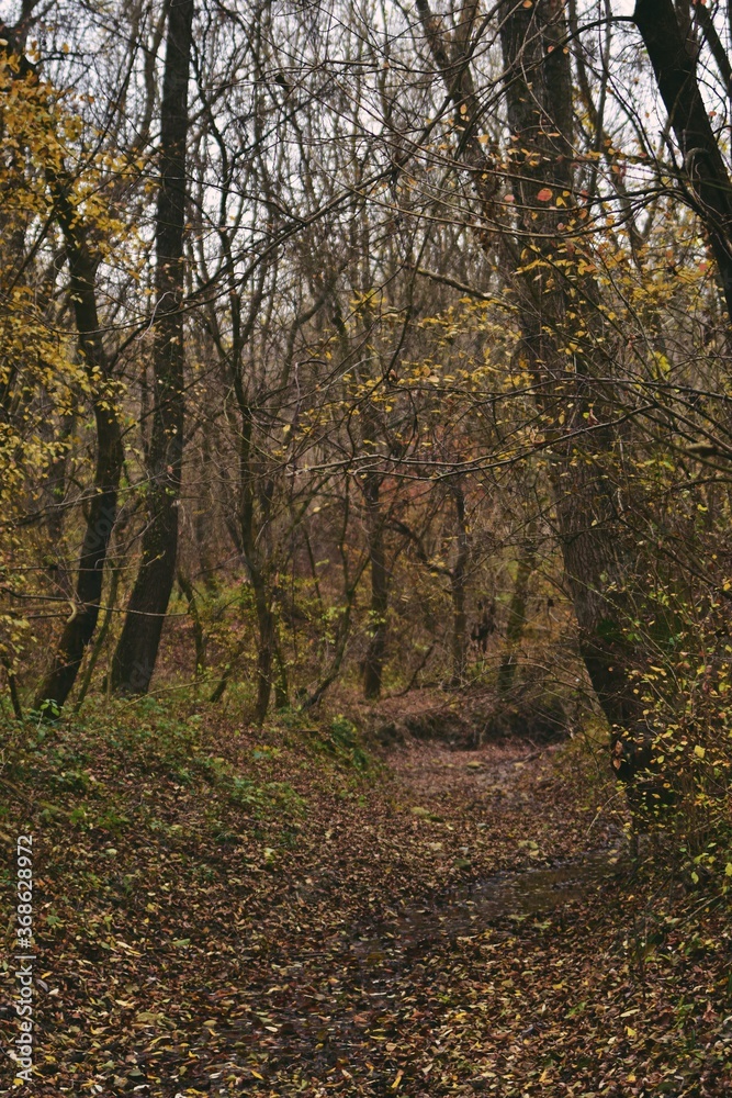 Fototapeta premium autumn landscape in the forest. bright sunbeams in vibrant colors
