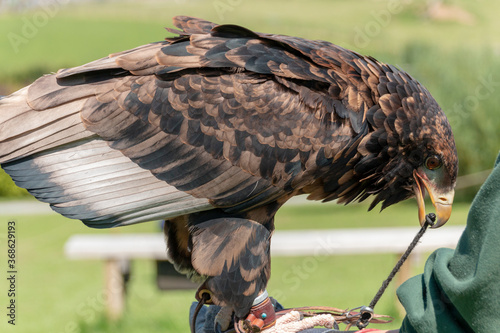 Bateleur Eagle photo