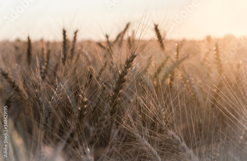 Fototapeta Naklejka Na Ścianę i Meble -  spikelets of wheat at sunset blurry