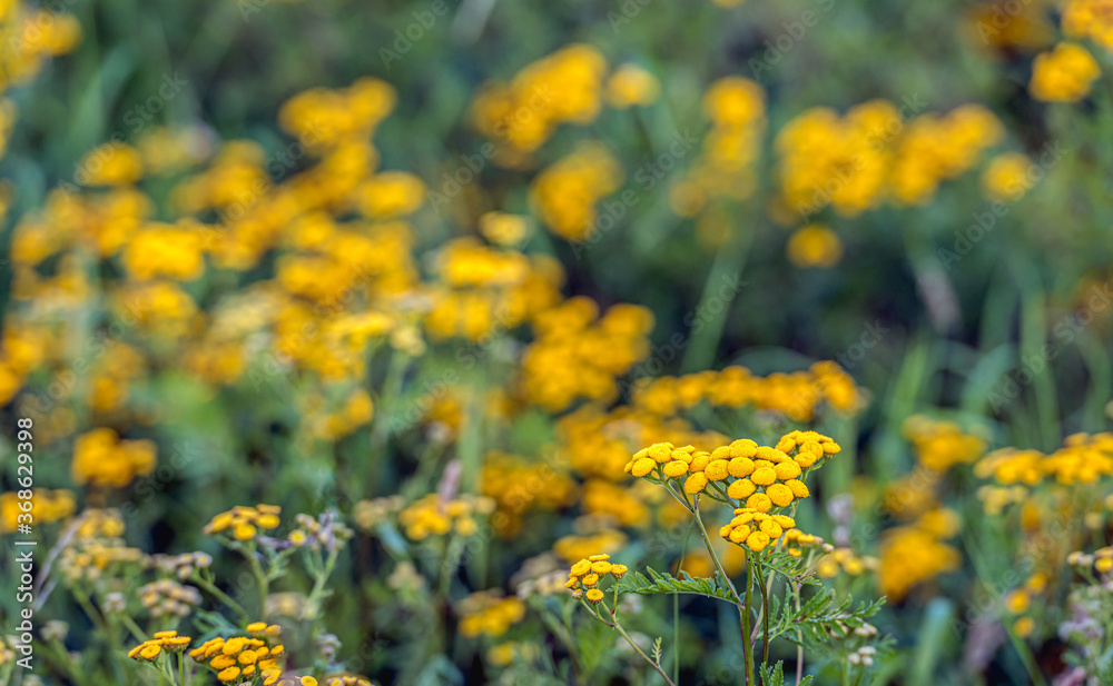 Yellow flowering common tansy from close Yellow flowering common tansy from close