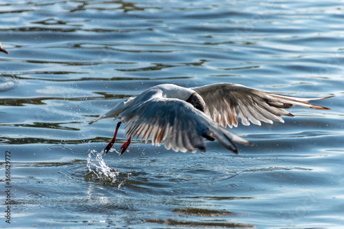 Seagull