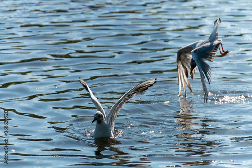 Seagull photo