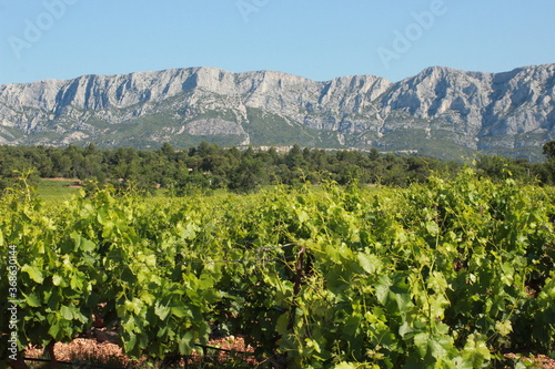 Vignoble de Provence au pieds de la Montagne Sainte Victoire