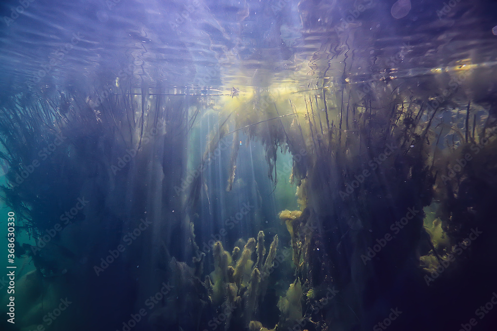 underwater green landscape / nature underwater eco ecology lake, wild diving