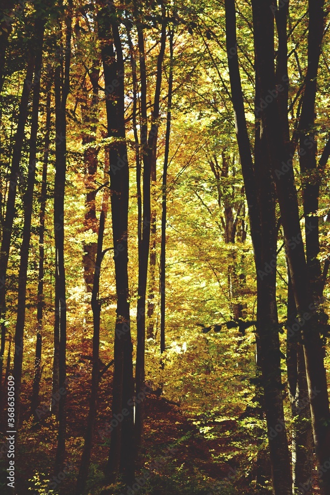 autumn landscape in the forest. bright sunbeams in vibrant colors