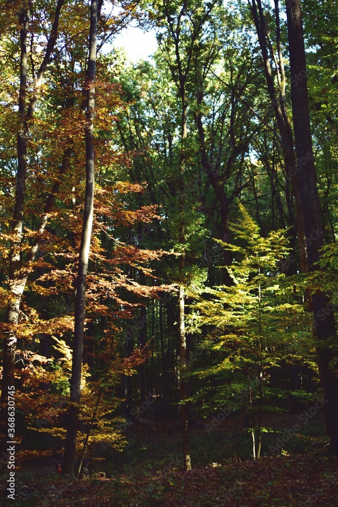 Fototapeta premium autumn landscape in the forest. bright sunbeams in vibrant colors