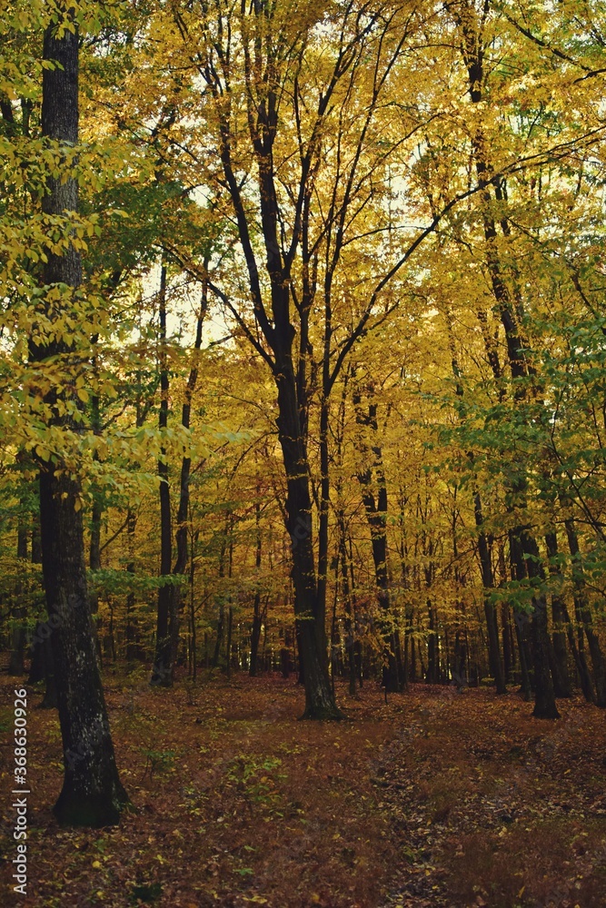 Obraz premium autumn landscape in the forest. bright sunbeams in vibrant colors
