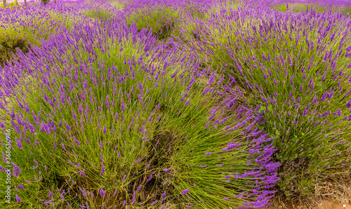 A cluster of lavender blooms in the summertime in the village of Heacham, Norfolk, UK