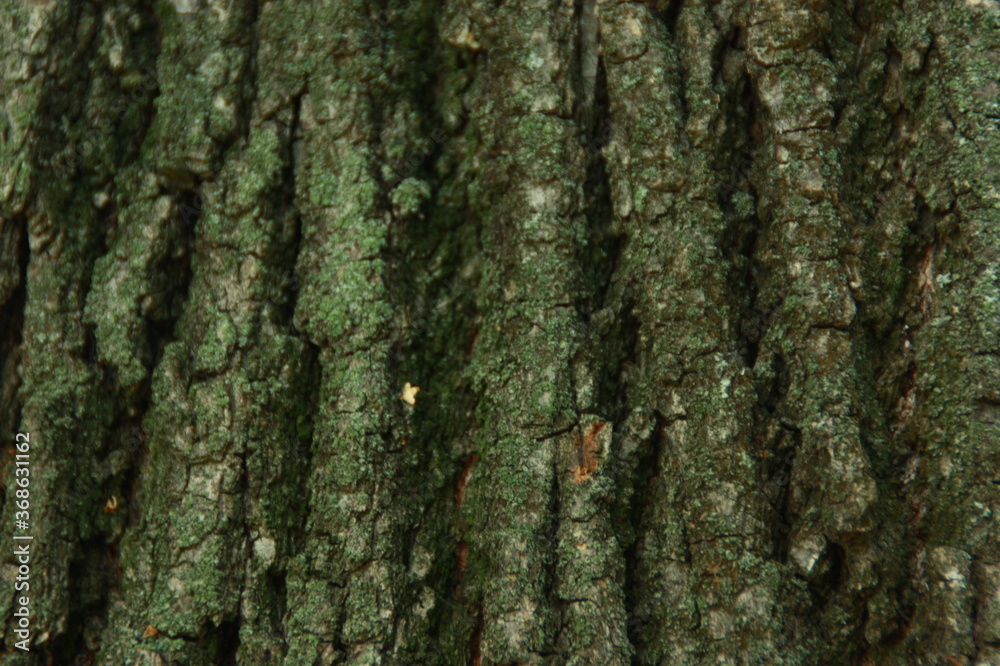 Obraz premium tree bark texture
