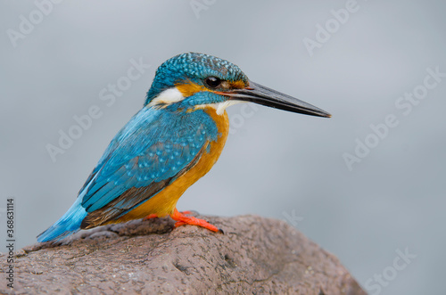 Common king fisher