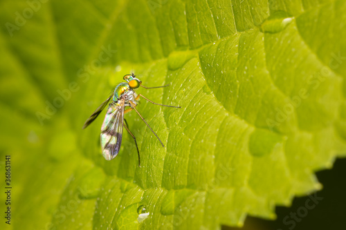 Close up on a Dolichopodidae fly resting a green leaf