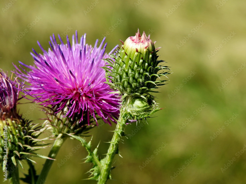 a flowering plant called thistle, which is part of the plant species sown as flower meadows in the city of Białystok in Podlasie in Poland a flowering plant called thistle, which is part of the plant species sown as flower meadows in the city of Białystok in Podlasie in Poland